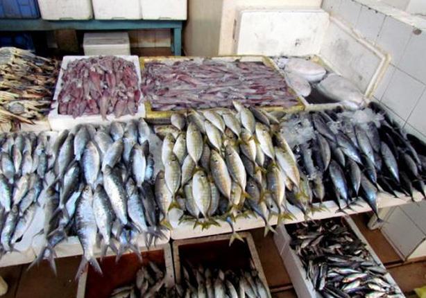 دام برس : دام برس | تحذيرات من سمكة سامة في الأسواق المصرية هي الأشد فتكاً في العالم